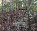 Scientists at NSF's Luquillo Critical Zone Observatory are tracking drought in the rainforest.